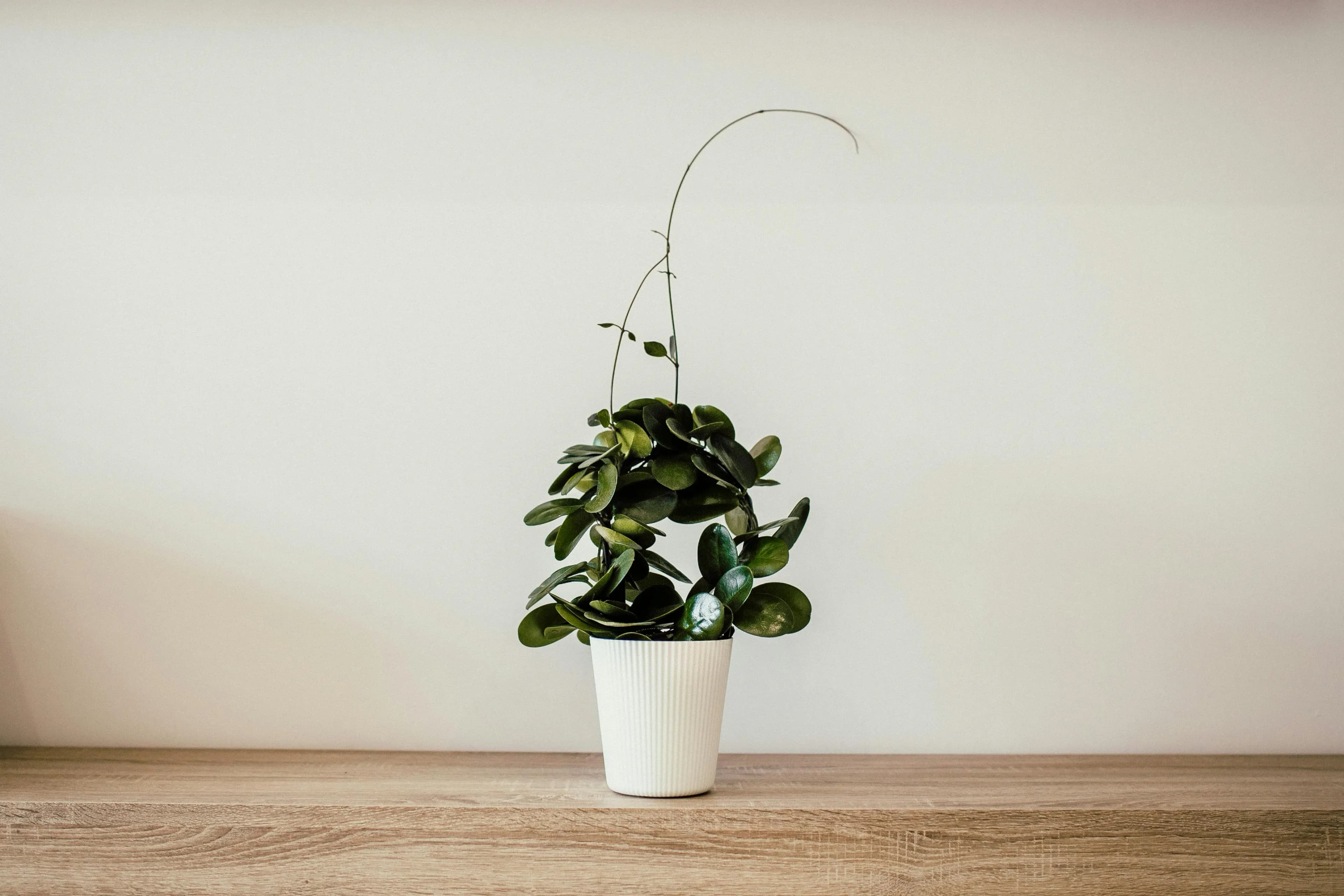 Why is minimalism so popular?